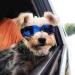 Small Dog Sunglasses - UV Protection Cat Glasses for Small Dogs - Blue - Buy Online on GoSupps.com