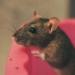 Extra Select Rat & Mouse Food Bucket 5ltr 5 l (Pack of 1) - Buy Online on GoSupps.com