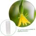 Toddmomy Garden Fruit Mould 8 Pcs Vegetable Shaping Mold Cucumbers Fruit Mold Fruit and Vegetable Suite Gourd - Buy Online on GoSupps.com