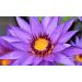 CD Deodorant Care Stick Water Lily Without Alcohol Dyes and Aluminium Salts Vegan. 40 ml /1 35 Oz (Pack of 1) - Buy Online on GoSupps.com