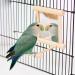 HANZE Bird Mirror and Swing Set for Parrots - Wooden Toy for Macaws, Lovebirds, Cockatiels - 2 Pack - Buy Online on GoSupps.com