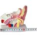 Ear Model Human Ear Anatomy Model 1.5X Magnification Model Suitable for Medical - Buy Online on GoSupps.com