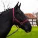 Halter for horse warm blood thoroughbred cold blood - stable halter pasture 2 compartment adjustable to chin straps and neck pieces safe & tearproof (bordeaux cold blood) bordeaux cold blood