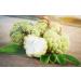 Herbal Magic Custard Apple Powder - Pure & Natural for Vibrant Smoothies, Shakes, Juices, Baking - 100g Pack - Irresistibly Delicious for Active Lifestyles - Buy Online on GoSupps.com