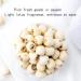 Dried Lotus Seeds 454g White Lotus Seed without Cores Cooking Porridge and Soup - Buy Online on GoSupps.com