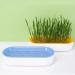 Tacery Cat Grass Set - Hydroponic Planting Kit for Digestive Health | Earth-Friendly Cat Snacks for Home & Balcony - Buy Online on GoSupps.com