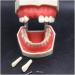Vinbcorw Dental Care Model - 24 Removable Teeth for Adult Teaching (12x9.5 cm) - Ideal for Dentists & Educators - Buy Online on GoSupps.com