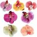 7Pcs Butterfly Orchid Hair Clip Cute Sweet Colorful Hawaiian Flower Hair Clips for Women Girls Tropical Flower Hair Clips with Pearl for Wedding Summer Beach Party Hawaiian Flower Hair Clips Flower - Buy Online on GoSupps.com