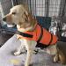 Buy Dog Life Jacket - Safety Coat & Swimming Vest for Small & Big Dogs - XS Orange - Buy Online on GoSupps.com