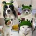 1Pcs Pet Funny Hat Cute Cat Hat Cartoon Dog Hat Adorable Frog Shape Pet Cap Pet Hair Band Hat Weaving Pet Grooming Supplies for Kitten Puppies  - Buy Online on GoSupps.com