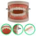 Ultechnovo 6-Sentence Dental Teaching Material | Oral Cavity Model & Brain Toys for Effective Teeth Brushing - Buy Online on GoSupps.com
