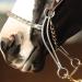 Classic Equine Carol Goostree Hackamore 8.75-inch with Covered Chain Nosepiece - Buy Online on GoSupps.com