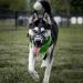 Buy Barkless Muzzle for Dogs - Soft Silicone Basket Enables Drinking & Panting Size 5 (Snout 13.5-14.5) - International Shipping Available - Buy Online on GoSupps.com