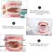 Kichouse Toy 1 PC Tooth Model - Standard Typodonto Dental Health Model for Kids | Eco-Friendly Plastic - Buy Online on GoSupps.com