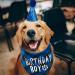 Kuou Dog Birthday Bandana - Cute Boy Pet Birthday Party Supplies in Blue - Buy Online on GoSupps.com