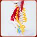 Human Cervical Spine Model Body Model Learning Props Cervical Spine Muscle and Nerve Anatomy Spine Bone Model - Buy Online on GoSupps.com