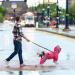 Waterproof Dog Raincoat Clear Hooded Dog Rain Jacket for Small Medium Dogs Adjustable Dog Rain Coat with Reflective Strap Lightweight Dog Poncho Pet Raincoat (XL Pink) XL Pink - Buy Online on GoSupps.com
