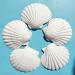 10PCS 4-5 inch XL Large Scallop Shells - Natural White Sea Shells for DIY Crafts - Buy Online on GoSupps.com