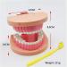 Dytah Dental Teeth Model - Realistic Typodont with Visible Gingiva for Practice & Study | Ideal Dental Teaching Tool - Buy Online on GoSupps.com