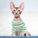 Warm Cotton Sweater for Sphynx Cats | Soft Green Striped Jumper for Cats & Small Dogs - Cozy Pet Costume - Buy Online on GoSupps.com
