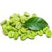 Caf Vert Moulu Bio Plants & spices 100 natural sealable bag 250 g - Buy Online on GoSupps.com