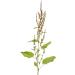 Great Water Dock Root Tea | Rumex Hydrolapathum L | Patience D'Eau Racine Tisane | Health Embassy (50g) - Buy Online on GoSupps.com