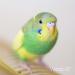 Verm-X Original All Natural Pellets for Caged Birds. SupportsIntestinal Hygiene. Vet Approved.Restores and Maintains Gut Vitality. Wormwood Free Recipe. clear - Buy Online on GoSupps.com