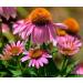 Hua Xian Zi Echinacea Purple Flower Seeds - 2000 Coneflower Seeds for International Shipping - Buy Online on GoSupps.com