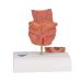 3B Scientific K27 Hemorrhoid Model with Smart Anatomy | Educational Tool - Buy Online on GoSupps.com