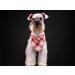 Lionet Paws Bandana for Dogs | Triangular Headscarf & Towel | Red Checked Design | Fits Small to Large Dogs - 1 Pack - Buy Online on GoSupps.com