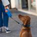Buy Ferplast Flippy One Dog Leash - Extendable Roller Leash for Medium Dogs up to 25 kg - 5m Red | Best Price & Fast Shipping - Buy Online on GoSupps.com