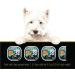 CESAR Home Delights Wet Dog Food - Slow Cooked Chicken & Vegetables Dinner in Sauce - 100g (24 Pack) Slow Cooked Chicken & Vegetables 100 g (Pack of 24) - Buy Online on GoSupps.com