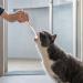 fanelod Pet Toothpaste. Pet Teeth Cleaning Paste with Brush Pet Care Finger Toothbrush Dog and Cat Oral Cleaning Tool. Teeth Cleaning Kit for Cats and Dogs