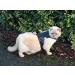 Mynwood Cat Jacket/Harness Arctic Combat Adult Cat - Buy Online on GoSupps.com