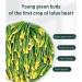 Lotus Seed Core Tea For Men Lotus Plumule Tea Kidney Nourishing Kidney Protection Tea Lian Zi Xin Tea Chinese Nourishing Kidney Tea (1box) - Buy Online on GoSupps.com