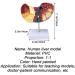 Teaching Model Human Liver Educational Model with Base and Clear Texture and Pathological Features Liver Cirrhosis Model for Medical School Study and Research - Buy Online on GoSupps.com