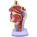 Mouth Nose Throat Pharynx Education Human Body ENT Model Study Model Pathology Nose Throat Model Enlarge The ical Model A+a - Buy Online on GoSupps.com
