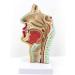 Model of The Nasal Cavity - 1: 1 Life Size Oral Neck Anatomical Model Nasopharyngeal cave - Training aid Medical Training Materials - Buy Online on GoSupps.com
