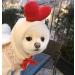 Xiaoyu Warm Pet Dog Hoodies - Autumn Winter Sweatshirt Coat for Puppies - XXL 2XL Blue with Fruit Hood - Buy Online on GoSupps.com