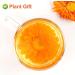 PlantGift Calendula Tea 35G/1.23oz Herbal Tea (Calendula Officinalis) Marigold Tea Pure Herbal Tea Caffeine-Free No GMOs Chinese Tea - Buy Online on GoSupps.com