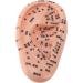 Buy Ear Zone PVC Acupuncture Point Model - Reflexology Teaching Aid for International Shipping - Buy Online on GoSupps.com