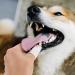 Molain 6-Piece Dog Toothbrush Set - 360 Nylon Finger Brush for Dogs & Cats | Full Surround Bristle for Easy Tongue & Teeth Cleaning (White) - Buy Online on GoSupps.com