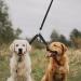Luckious Adjustable Black Double Dog Leads - No Tangle Nylon Walker Trainer Leash for Two Pets Dual Dog Distribution Leash Suitable for Walking (50 * 2CM) - Buy Online on GoSupps.com