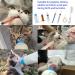 Puppy Syringe Feeder Puppy Nursing Bottle Kit Original Nipple with Syringe Feeding Needle Tubing for Kitten Squirrels and Other Newborn Pets(16 Pack) - Buy Online on GoSupps.com