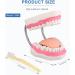 Mounw 6-Fold Enlarged Tongue-Mouth Model for Speech Therapy & Child Tooth Care - Includes Toothbrush | International Shipping Available - Buy Online on GoSupps.com