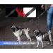 Kelivi Double Dog Lead Coupler - No Tangle 360 Swivel, Adjustable Bungee Reflective Dual Leash for Medium Large Dogs - Black - Buy Online on GoSupps.com