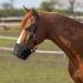 Marengos Fressbremse Horse & Pony Muzzle | Adjustable Food Protection for Grass Control | Black Wicker Design for Shetty Pony Full & Warmblood - Buy Online on GoSupps.com