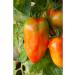 Buy Kiepenkerl 393 San Marzano Tomato Seeds - Premium Quality for International Shipping - Buy Online on GoSupps.com