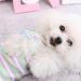 Buy AMAONE Chihuahua Dog Coat - Leopard Bowknot Knitted Jacket for Small Dogs - Winter Clothing - XXL 0221debkb-Blue - Buy Online on GoSupps.com