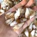 Raw Crystals Bulk Natural Stone Crystal Rough Citrine Crystal Point 20pc - Buy Online on GoSupps.com
